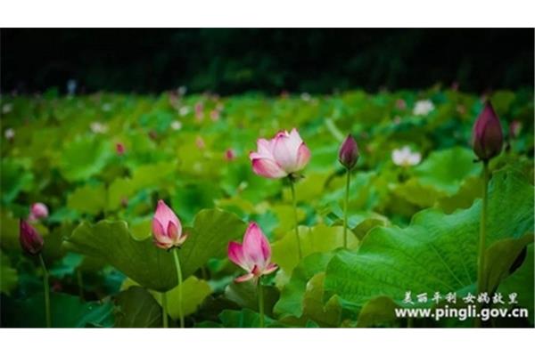 关于荷的诗句