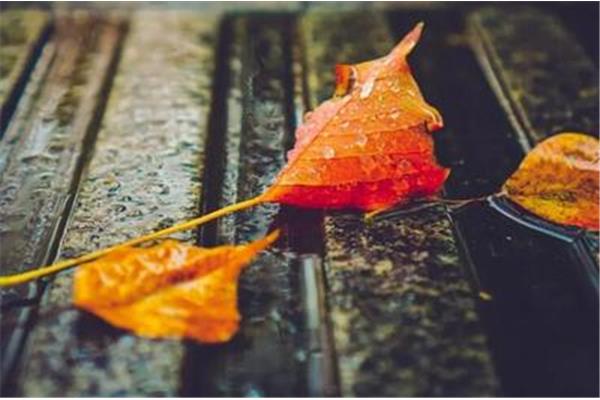 冬天下雨的诗句