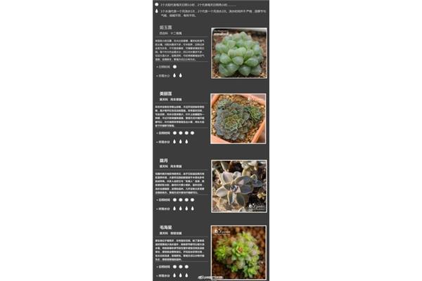 多肉植物怎么栽种