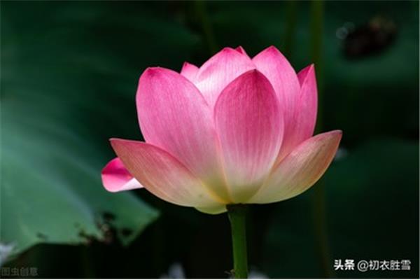 赞美莲花的诗