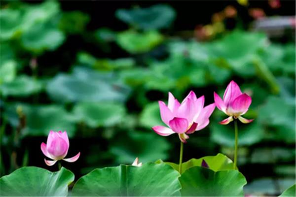 赞美莲花的诗