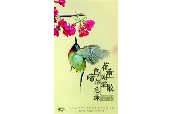 捡到小鸟是福是祸