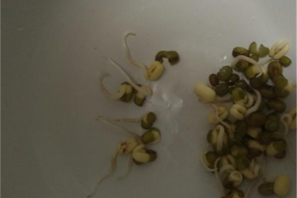 绿豆怎么发芽