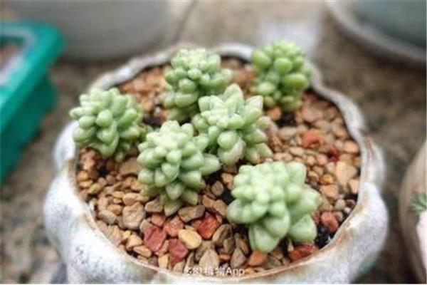 多肉植物怎么栽种