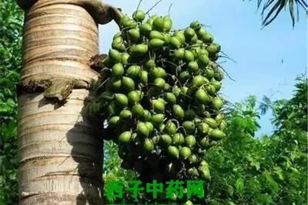 槟榔的好处与坏处