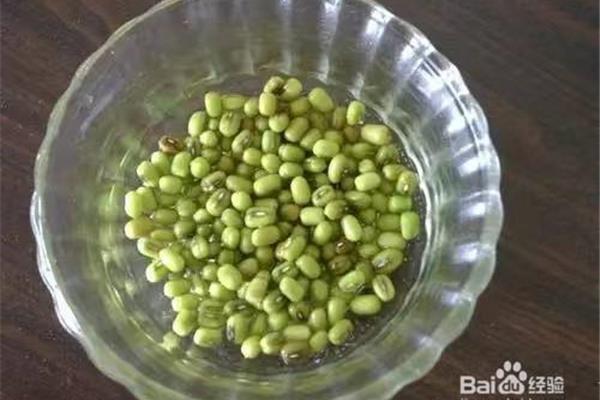 绿豆怎么发芽