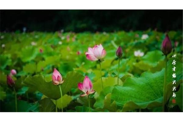 关于荷的诗句