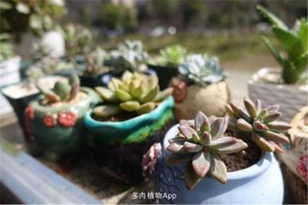 多肉植物怎么栽种