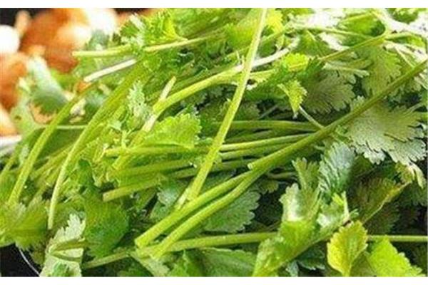 香菜煮水的功效