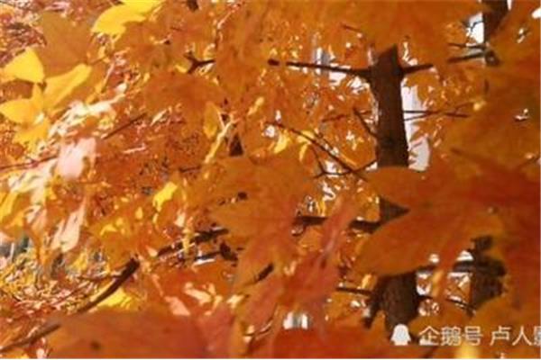 落叶像什么
