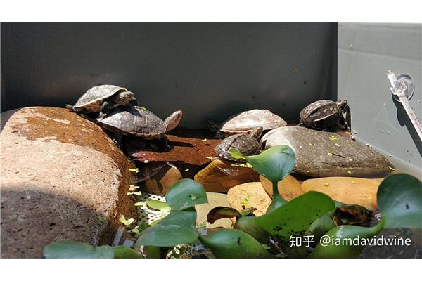 小乌龟怎么养