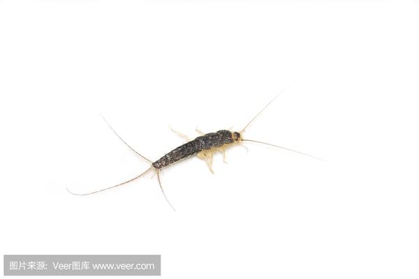 西瓜虫是昆虫吗