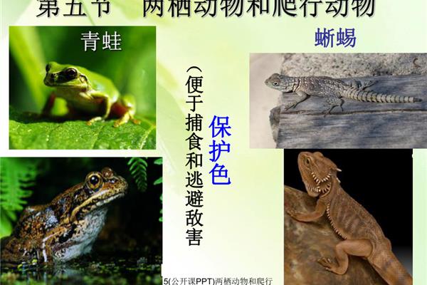 怎么保护青蛙