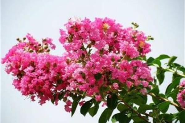 一束花拼音