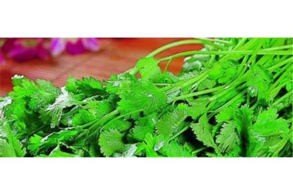 香菜煮水的功效