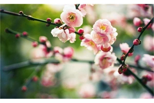 春天的唯美短句