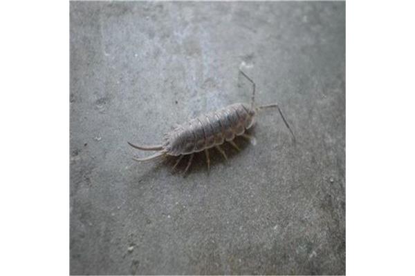 西瓜虫是昆虫吗