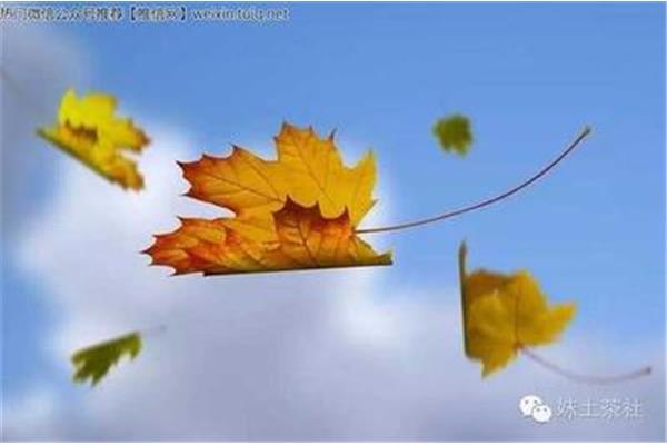 落叶像什么
