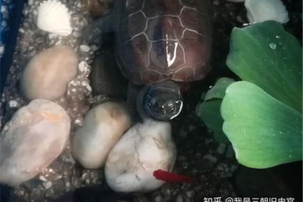 小乌龟怎么养