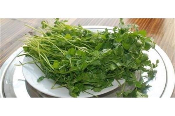 香菜煮水的功效