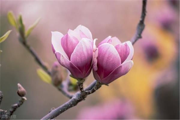 春天的唯美短句