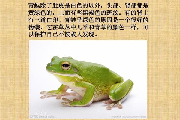 怎么保护青蛙