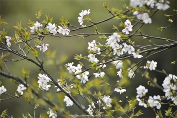 春风吹呀吹