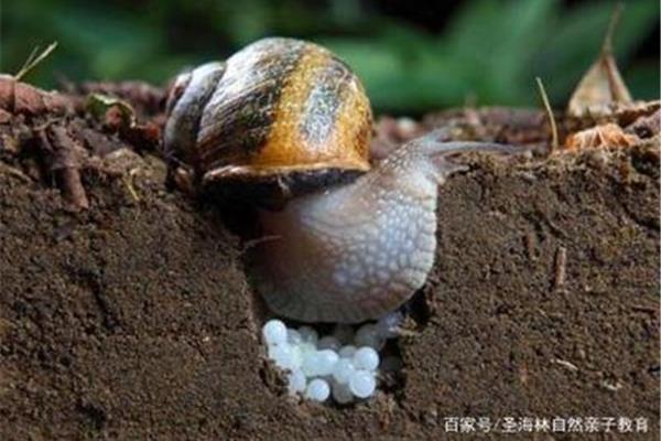 蜗牛会冬眠吗