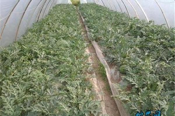 大棚种植西瓜技术
