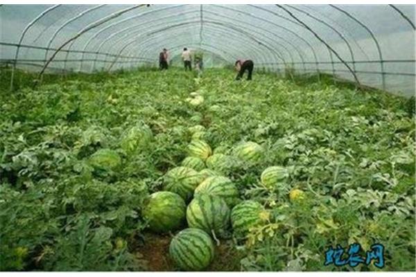 大棚种植西瓜技术