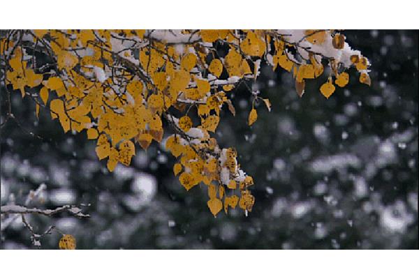 关于描写雪的诗句