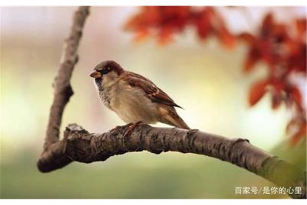 一只小麻雀的故事