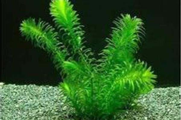 蜈蚣草水草