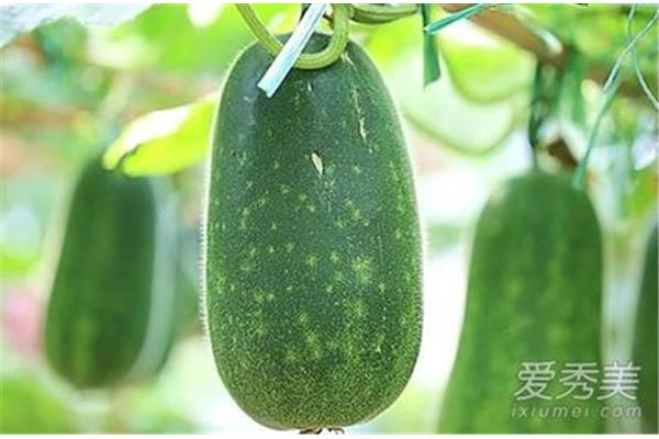孕妇能吃冬瓜吗