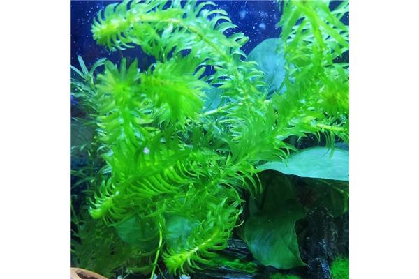 蜈蚣草水草