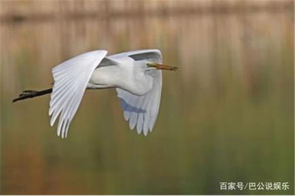 展翅高飞的意思