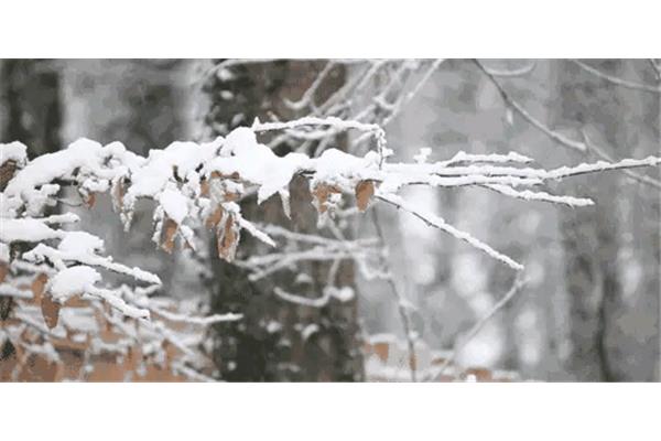 关于描写雪的诗句
