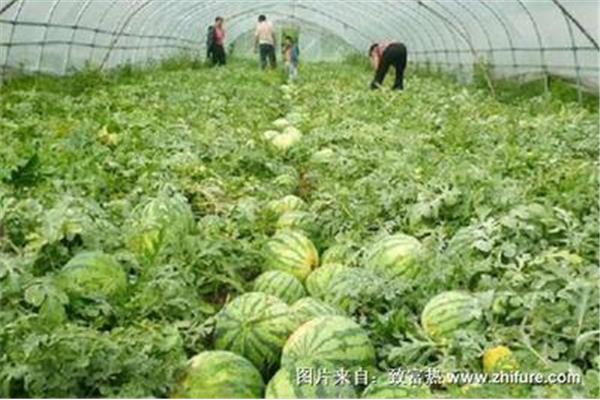 大棚种植西瓜技术