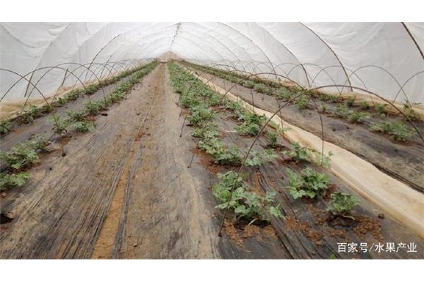 大棚种植西瓜技术