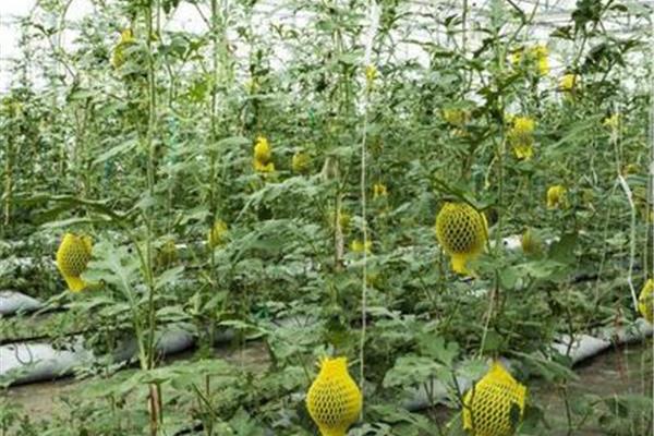 大棚种植西瓜技术