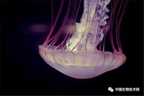水母会睡觉吗