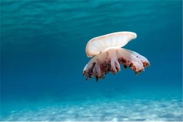 水母会睡觉吗