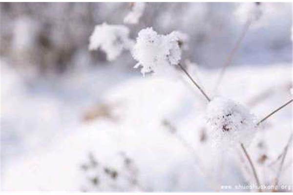 描写雪花的句子