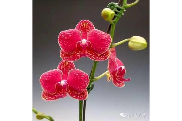 蝴蝶兰种类