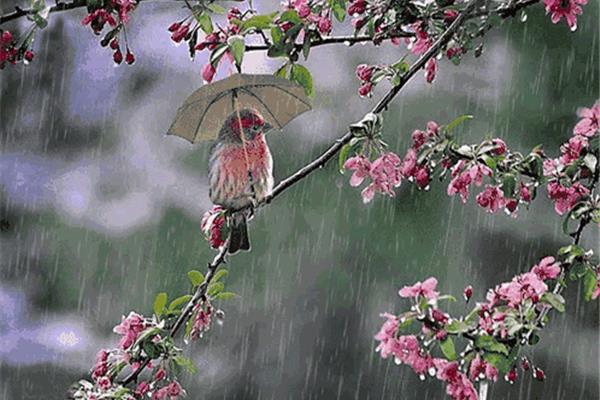 什么样的雨