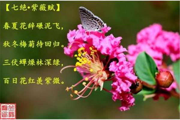 盛夏的诗句