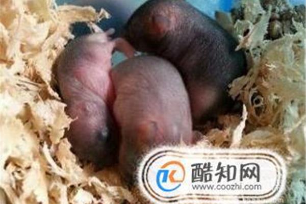 仓鼠一胎生几只