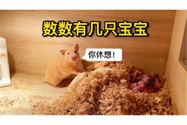 仓鼠一胎生几只