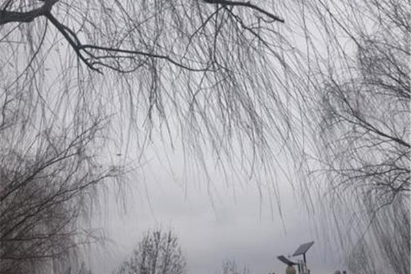 冬天的柳树