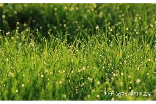小草的作用